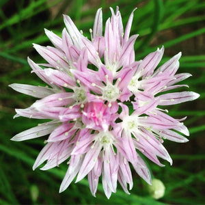 Potting Shed Creations, Ltd. - Garden in a Bag | Chives | Great Gift for Cooks