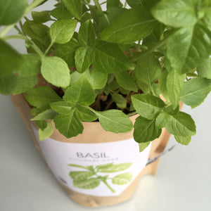 Potting Shed Creations, Ltd. - Garden in a Bag | Basil  | Gift idea for Cooks | Best Seller