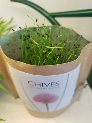 Potting Shed Creations, Ltd. - Garden in a Bag | Chives | Great Gift for Cooks