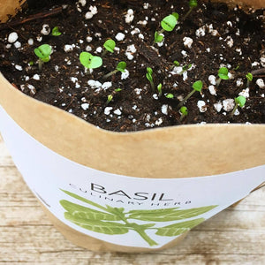 Potting Shed Creations, Ltd. - Garden in a Bag | Basil  | Gift idea for Cooks | Best Seller