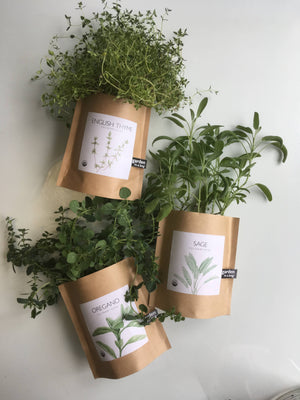 Potting Shed Creations, Ltd. - Garden in a Bag | Italian Parsley | Great gift for Cooks