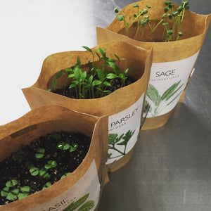 Potting Shed Creations, Ltd. - Garden in a Bag | Italian Parsley | Great gift for Cooks