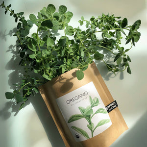 Potting Shed Creations, Ltd. - Garden in a Bag | Oregano | Great gift for Cooks