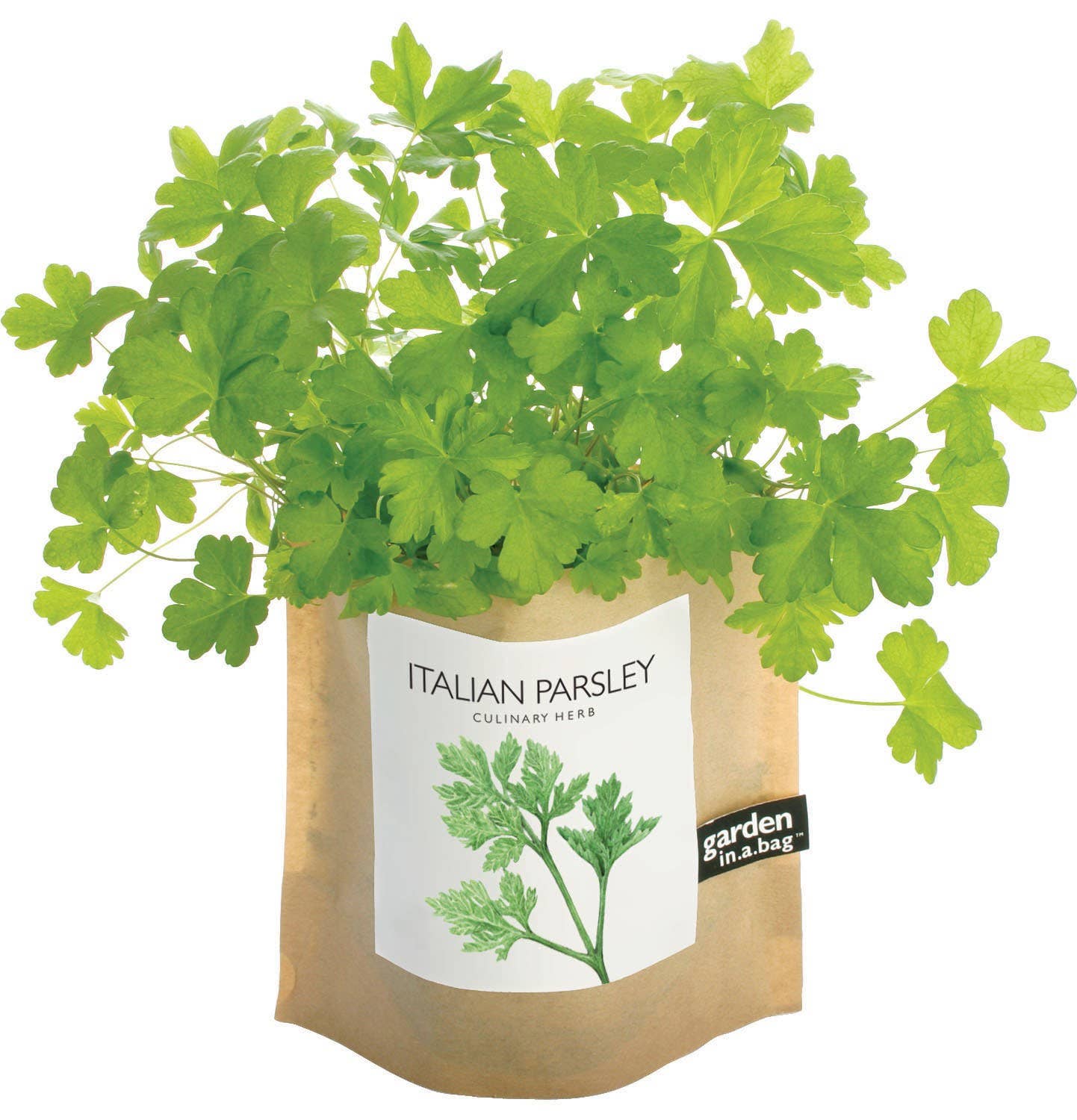 Potting Shed Creations, Ltd. - Garden in a Bag | Italian Parsley | Great gift for Cooks